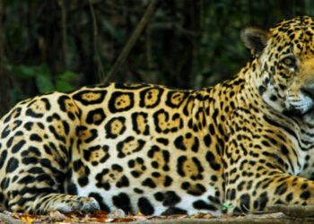 Día Mundial de los Animales: las especies protegidas como Monumentos Naturales en Argentina