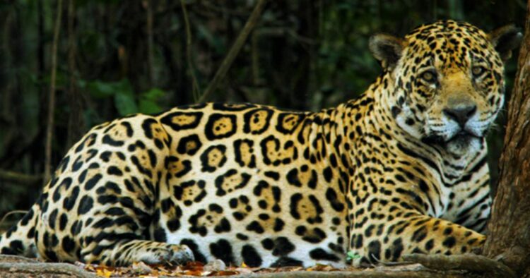 Con su cuerpo musculoso y compacto, cuello grueso, patas cortas y fuertes y una dentadura adaptada para cortar y desgarrar, el yaguareté (Panthera onca) es un formidable cazador que captura pecaríes y corzuelas.