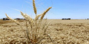 El Banco Mundial alerta por caída de precios internacionales y riesgo de sequía en Argentina Banco Mundial