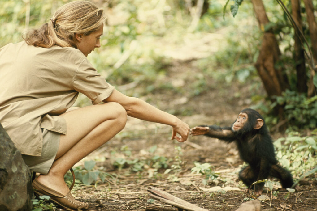 Falleció Jane Goodall, “la mujer de los chimpancés”