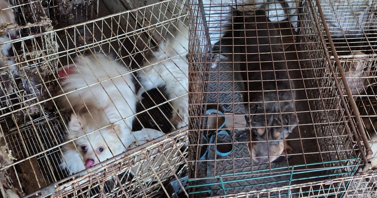 Hallan 87 perros enjaulados y desnutridos en un domicilio de la capital cordobesa Hallan 87 perros enjaulados y desnutridos en un domicilio de la capital cordobesa