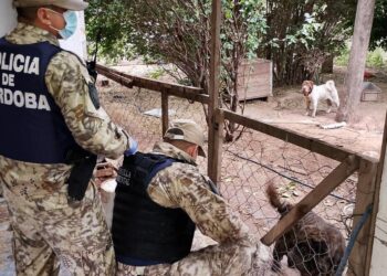 Hallan 87 perros enjaulados y desnutridos en un domicilio de la capital cordobesa