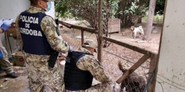 Hallan 87 perros enjaulados y desnutridos en un domicilio de la capital cordobesa Hallan 87 perros enjaulados y desnutridos en un domicilio de la capital cordobesa