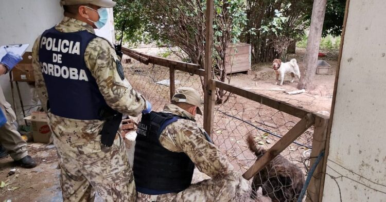 Hallan 87 perros enjaulados y desnutridos en un domicilio de la capital cordobesa Policía de Córdoba en el operativo de rescate de los 87 perros en condiciones de maltrato animal.
