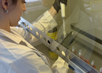 Científica cordobesa identifica cómo potenciar la producción de girasol