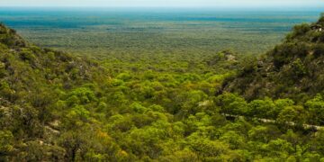 Abrieron las convocatorias del programa de pago para la conservación del bosque nativo La Provincia de Córdoba destina más de 500 millones para reconocer a los titulares de tierras con bosque nativo que presenten un Plan de Conservación.