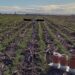 OPTIMACQUA está conformado por los ingenieros agrónomos Ezequiel de Luca, Emiliano de Luca, Ignacio Pascual, el ingeniero electrónico Federico Machado y el licenciado en Oceanografía Mauro López Gregori.