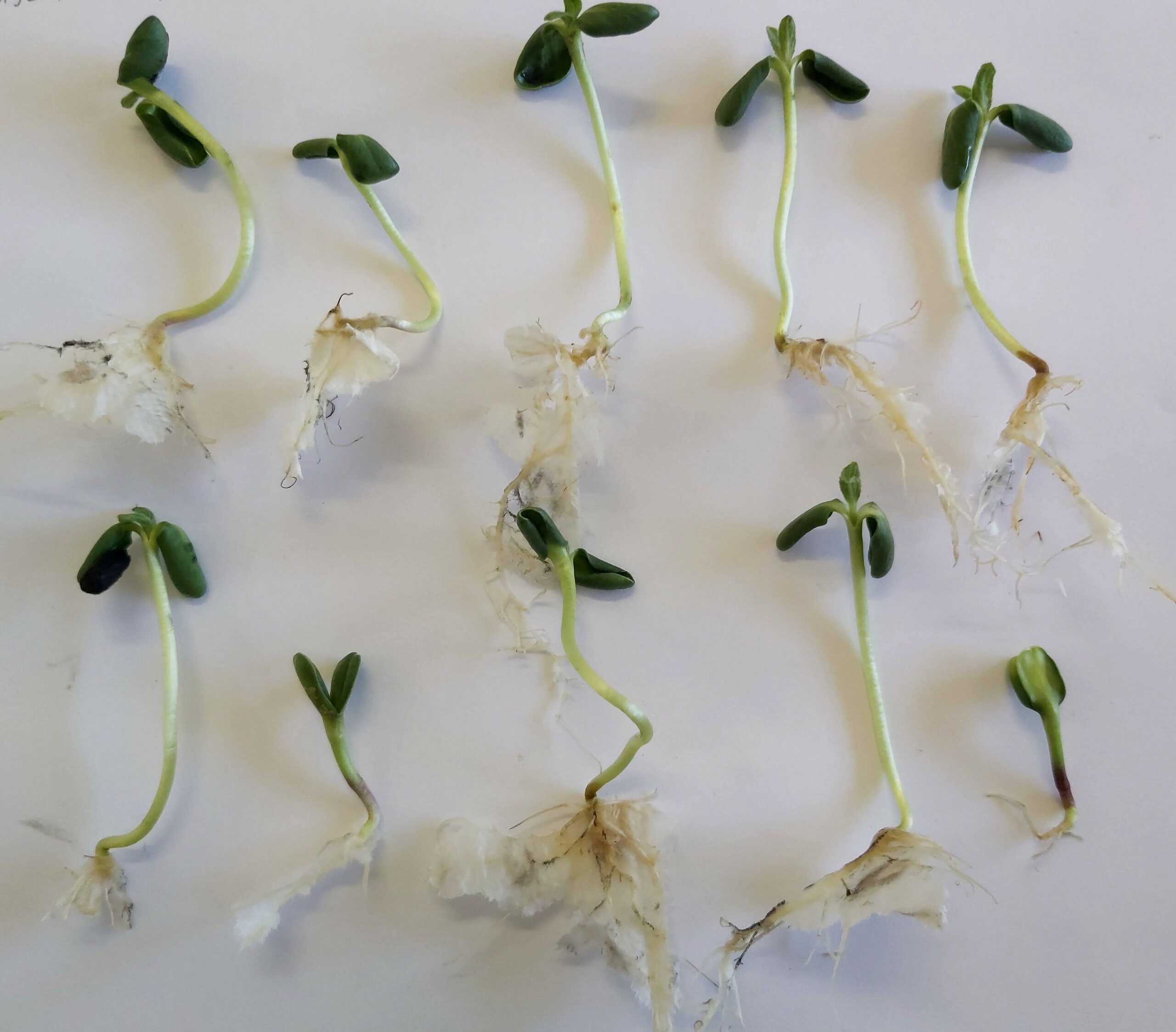 Científica cordobesa identifica cómo potenciar la producción de girasol