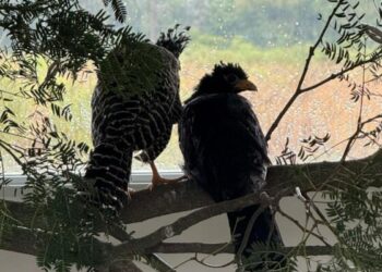 Programa de Conservación del Muitú (Crax fasciolata)