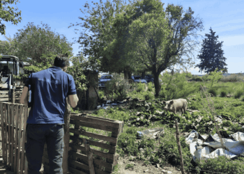 Se interdictaron 20 animales por no cumplir con las condiciones higiénico-sanitarias ni contar con la documentación necesaria para su comercialización.