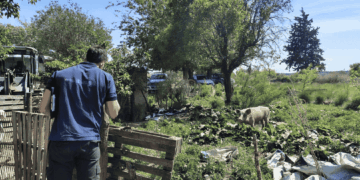 Se interdictaron 20 animales por no cumplir con las condiciones higiénico-sanitarias ni contar con la documentación necesaria para su comercialización.