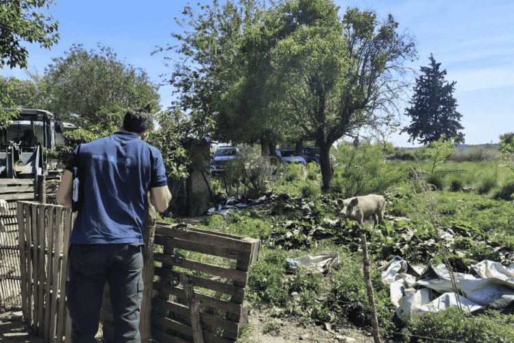 Se interdictaron 20 animales por no cumplir con las condiciones higiénico-sanitarias ni contar con la documentación necesaria para su comercialización.