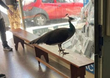 Un pavo real se paseó por las calles del Centro de Córdoba