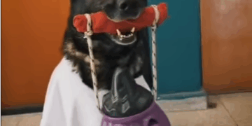 Lolita, Fresa y Negra: los canes de la Policía de Córdoba recuerdan celebrar Halloween con responsabilidad Lolita, Fresa y Negra nos recuerdan que celebrar también significa cuidarnos.