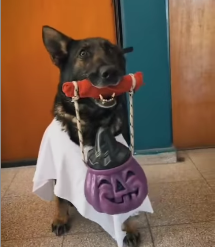 Lolita, Fresa y Negra: los canes de la Policía de Córdoba recuerdan celebrar Halloween con responsabilidad Lolita, Fresa y Negra nos recuerdan que celebrar también significa cuidarnos.