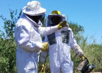 inspectores sanitarios apícolas