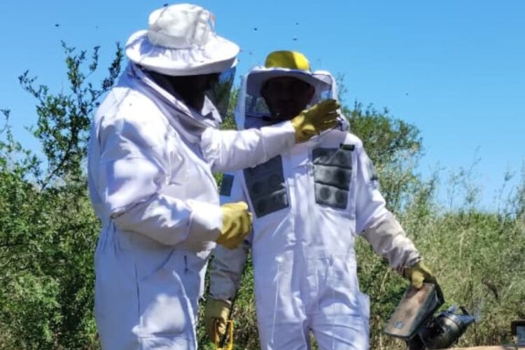 inspectores sanitarios apícolas