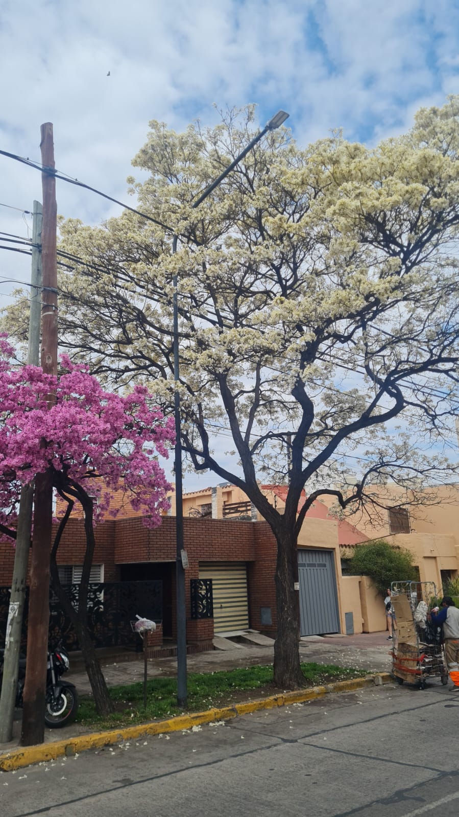Orquídeas, “El Milagro” y el Gran Lapacho Blanco