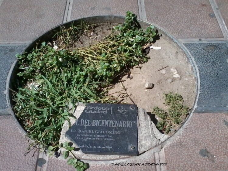 El árbol del bicentenario Foto tomada en 2013 en lugar donde debiera estar el árbol.