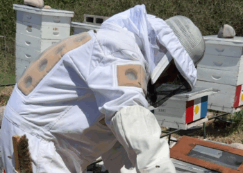 Concluyó el proceso de votación y escrutinio correspondiente a las elecciones de consejeros que integrarán el Consejo Asesor Apícola de la Provincia de Córdoba para el período 2025–2027.