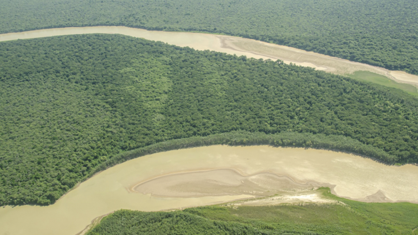 Día Internacional del Yaguareté: la pérdida de Acaí y un llamado a reforzar la conservación Día Internacional del Yaguareté: la pérdida de Acaí y un llamado a reforzar la conservación