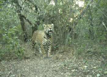 Día Internacional del Yaguareté: la pérdida de Acaí y un llamado a reforzar la conservación