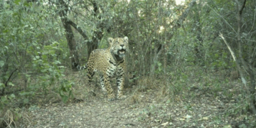 Día Internacional del Yaguareté: la pérdida de Acaí y un llamado a reforzar la conservación Día Internacional del Yaguareté: la pérdida de Acaí y un llamado a reforzar la conservación