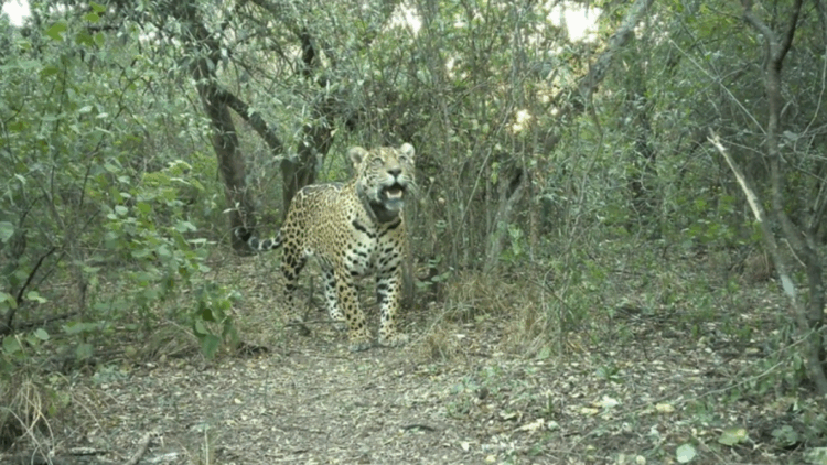 Día Internacional del Yaguareté: la pérdida de Acaí y un llamado a reforzar la conservación Acaí, una joven hembra de yaguareté. Foto: Fundación Rewilding Argentina.