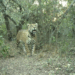 Acaí, una joven hembra de yaguareté. Foto: Fundación Rewilding Argentina.