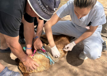 En noviembre habrá jornadas de vacunación antirrábica gratuitas en 10 barrios