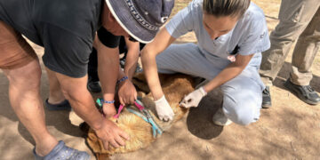 En noviembre habrá jornadas de vacunación antirrábica gratuitas en 10 barrios En noviembre habrá jornadas de vacunación antirrábica gratuitas en 10 barrios