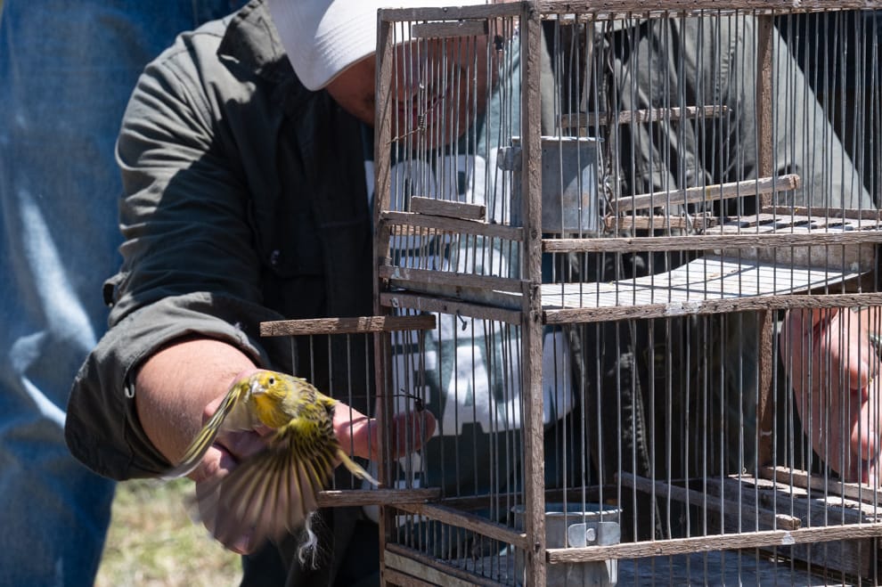 Liberaron 40 aves y un mamífero en su hábitat natural