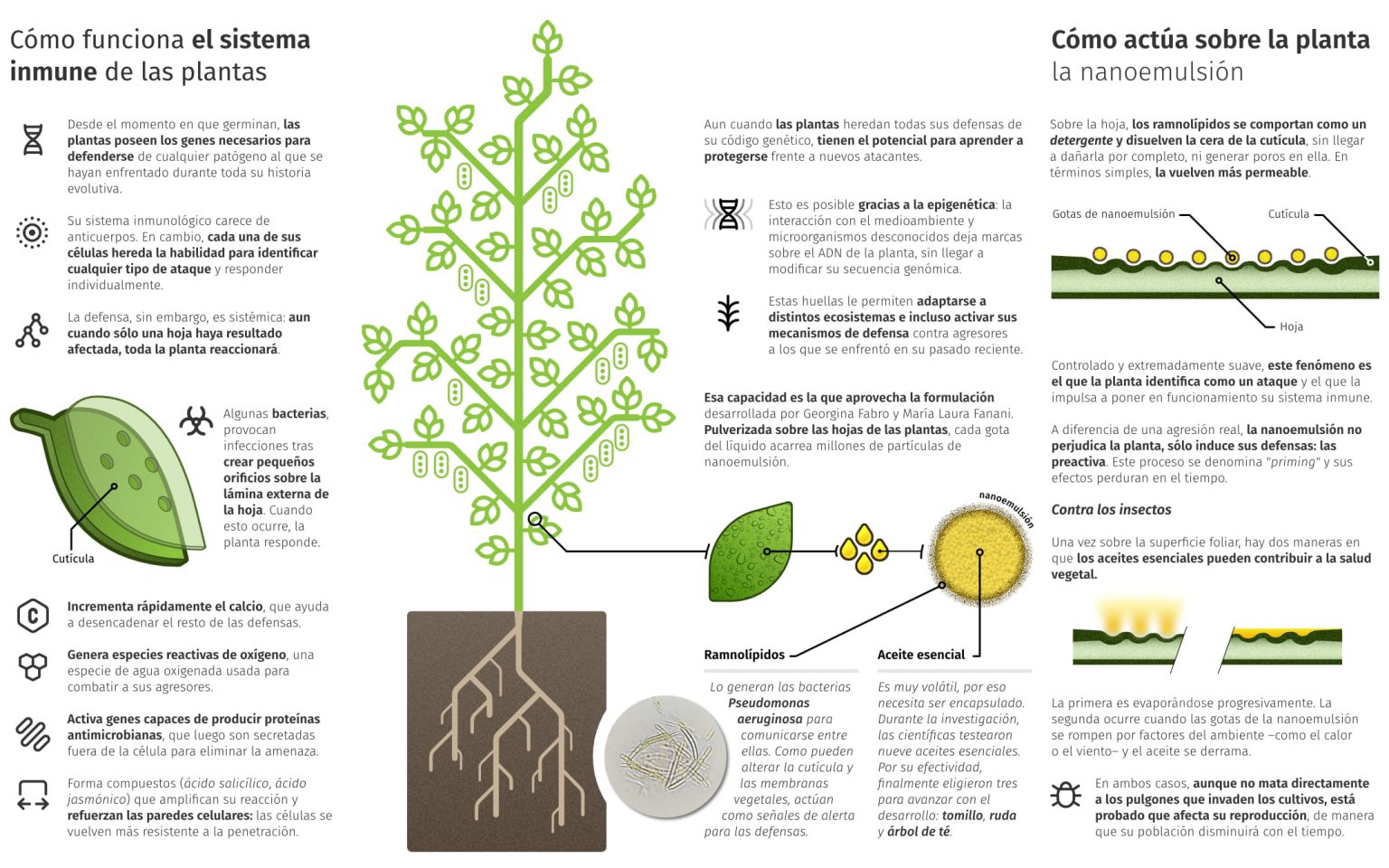 Tomillo, ruda y árbol de té: los ingredientes de una vacuna que fortalece a las plantas Tomillo, ruda y árbol de té: los ingredientes de una vacuna que fortalece a las plantas