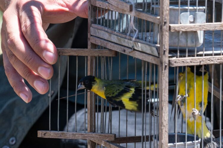 La Policía Ambiental organizó una suelta de fauna silvestre en un parche de bosque ubicado en cercanías al establecimiento Rancho Viejo ubicado en la localidad del departamento San Justo.
