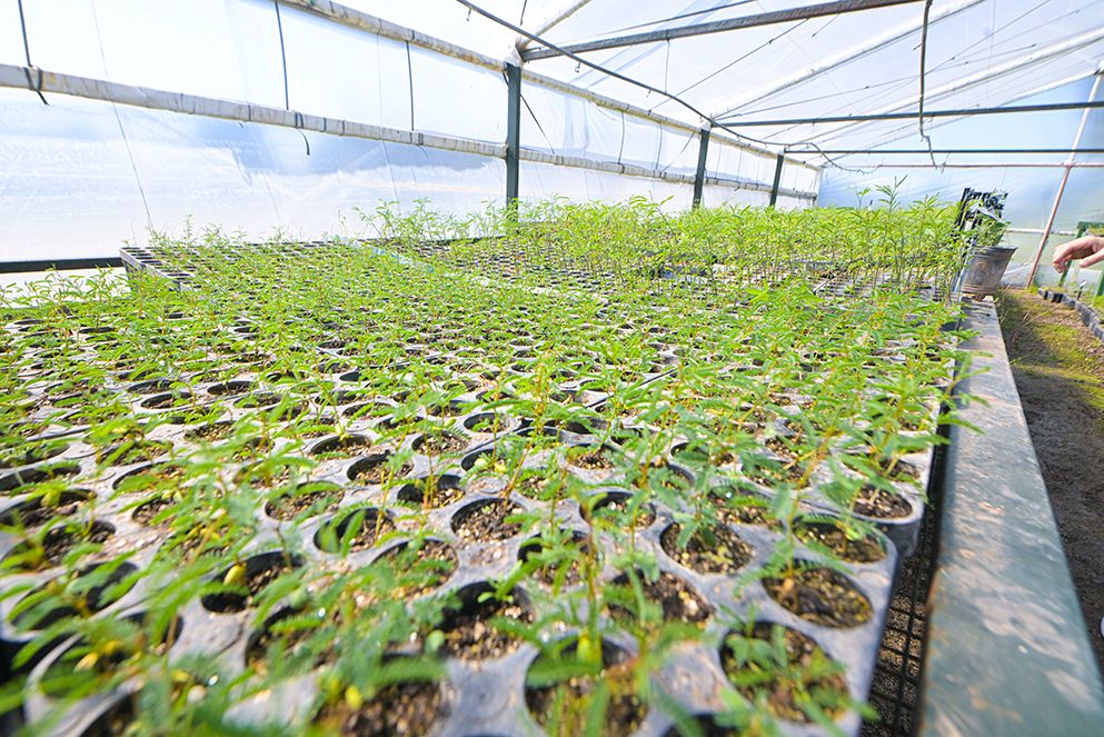 La experiencia combina ciencia, gestión pública y educación ambiental para restaurar ecosistemas.