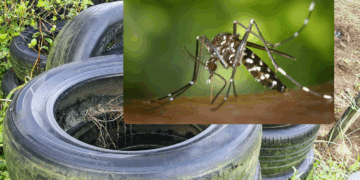 Operativo municipal contra el Dengue inicia en diciembre en San Pablo