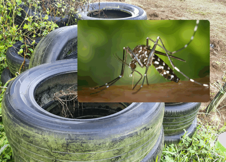 Operativo municipal contra el Dengue inicia en diciembre en San Pablo El procedimiento incluye la recolección de materiales en desuso que puedan acumular agua en patios y jardines.