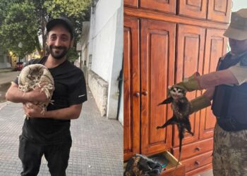 Rescataron a una comadreja con crías y un gatito