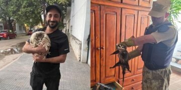 Rescataron a una comadreja con crías y un gatito Rescataron a una comadreja con crías y un gatito
