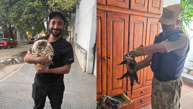 La comadreja fue encontrada con sus crías dentro de un armario, mientras que el gatito fue rescatado en un desagüe.