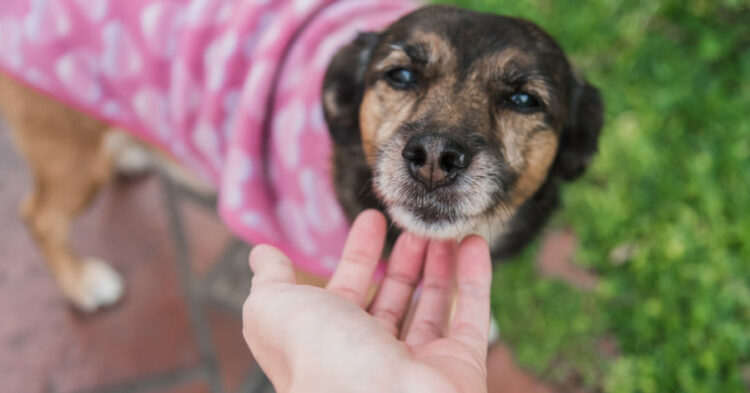 Tres beneficios de adoptar un perro mayor, según la ciencia Perro