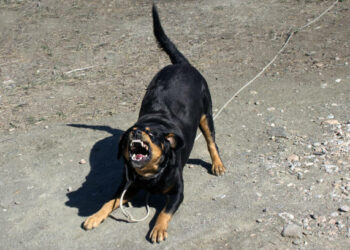 Un rottweiler mordió el rostro de un niño en su propia casa