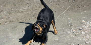 Un rottweiler mordió el rostro de un niño en su propia casa Un rottweiler mordió el rostro de un niño en su propia casa