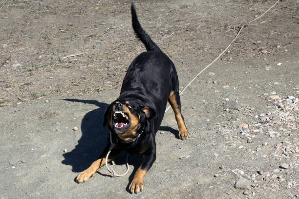 Un rottweiler mordió el rostro de un niño en su propia casa Aggressive Rottweiler Barking and Showing Teeth - Guard, Dangerous, Beware