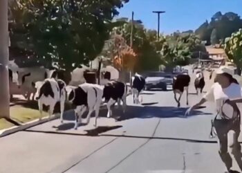 En Villa Giardino volcó un camión jaula y 23 animales quedaron sueltos en plena Ruta 38