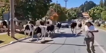 En Villa Giardino volcó un camión jaula y 23 animales quedaron sueltos en plena Ruta 38