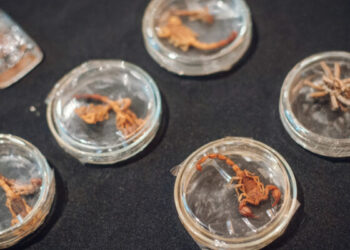 Animales ponzoñosos.