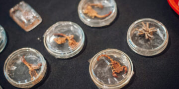 Medidas preventivas para evitar mordeduras o picaduras de animales ponzoñosos Animales ponzoñosos.