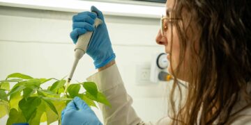 Tomillo, ruda y árbol de té: los ingredientes de una vacuna que fortalece a las plantas