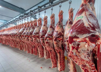Brasil se encamina a liderar la producción mundial de carne bovina en 2025